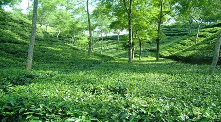 lakkatura tea garden.jpeg