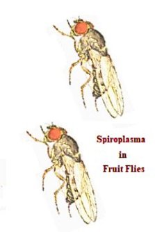 Drosophila_pseudoobscura-Male free2.jpg