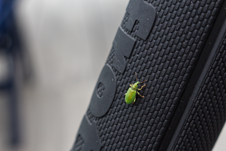 greenBug1@0.25x.png