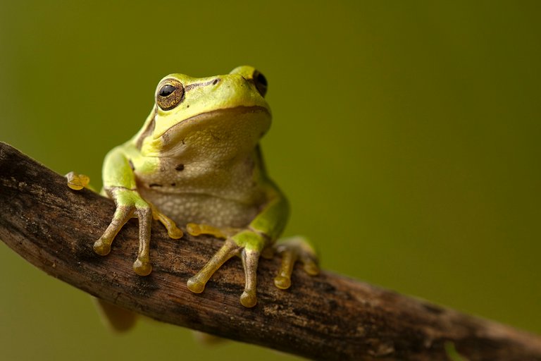 (Hyla arborea)_hyla arborea.jpg