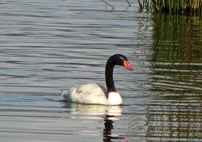 _IMG_4602_20110410_cisne_cuello_negro-2.jpg