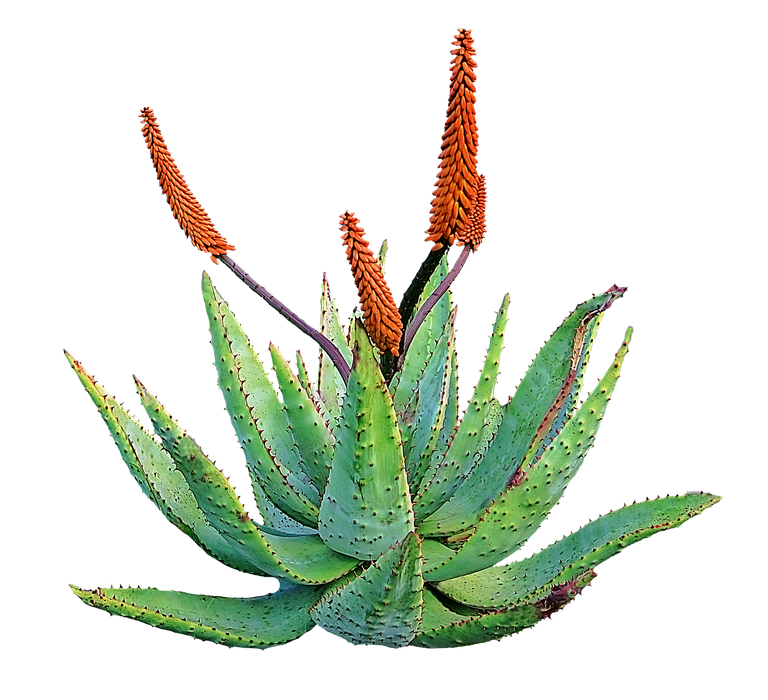 aloe-vera-982055_1280.png