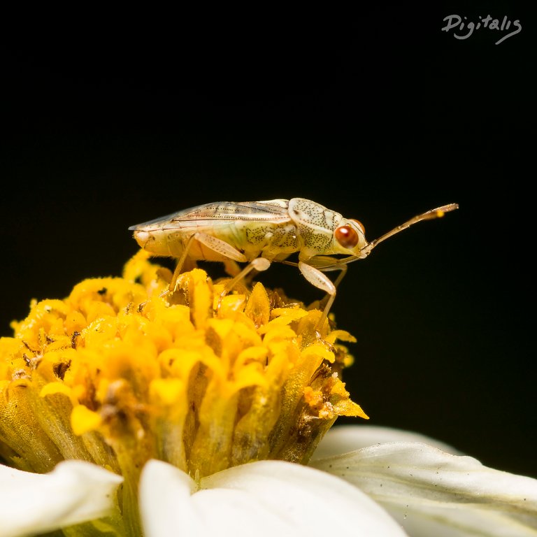 DSC_2217.jpg