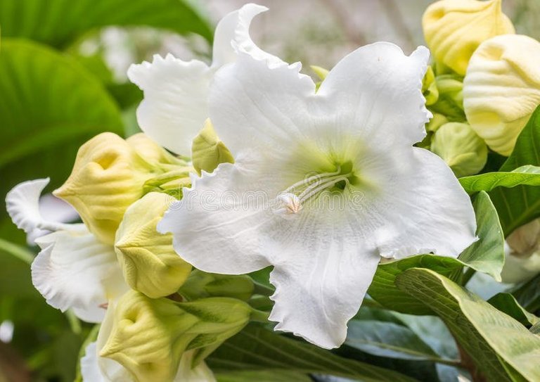witte-bloem-pasen-lily-vine-66667693-1.jpg