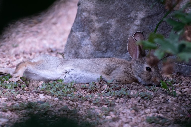 MikeBryantPhotography-BunnieFooFoo-3.jpg