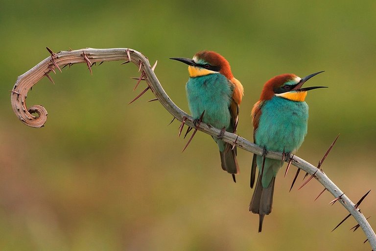 bee-eaters-3749679_960_720.jpg