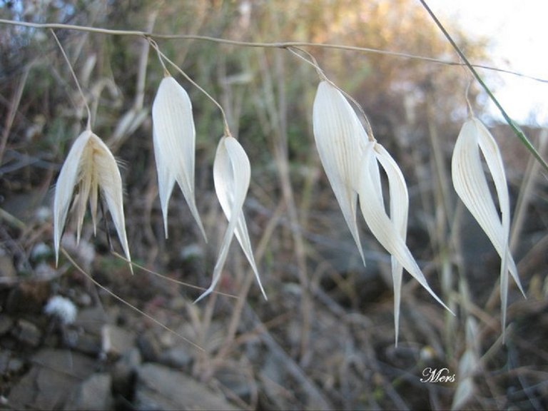 grass flowers.jpg