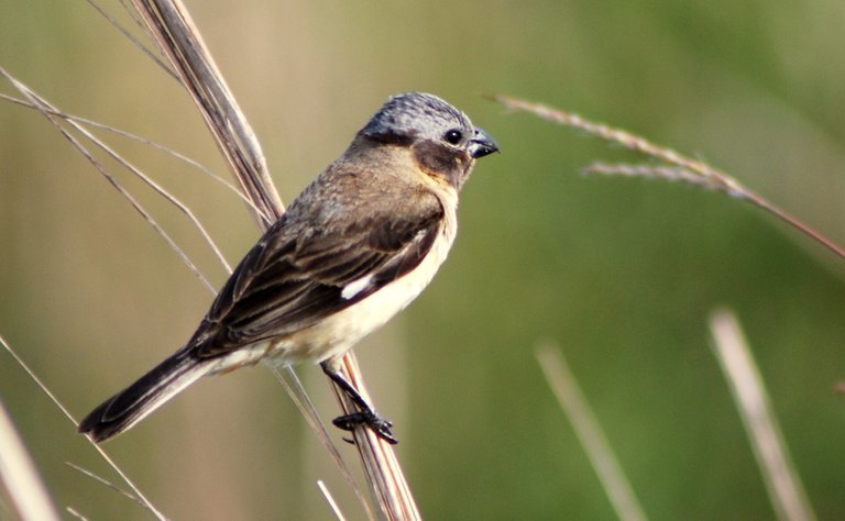 25.-Los-pajaros-en-la-filatelia-latinoamericana-Argentina-Sporophila iberaensis - COnstanza Pasian 1_0.jpg