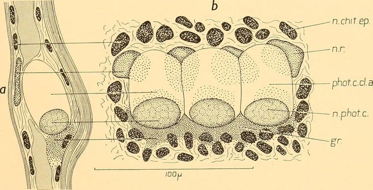 photogenic cell.jpg