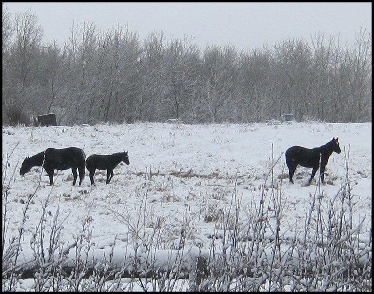 Dougs youngest horse first snow.JPG