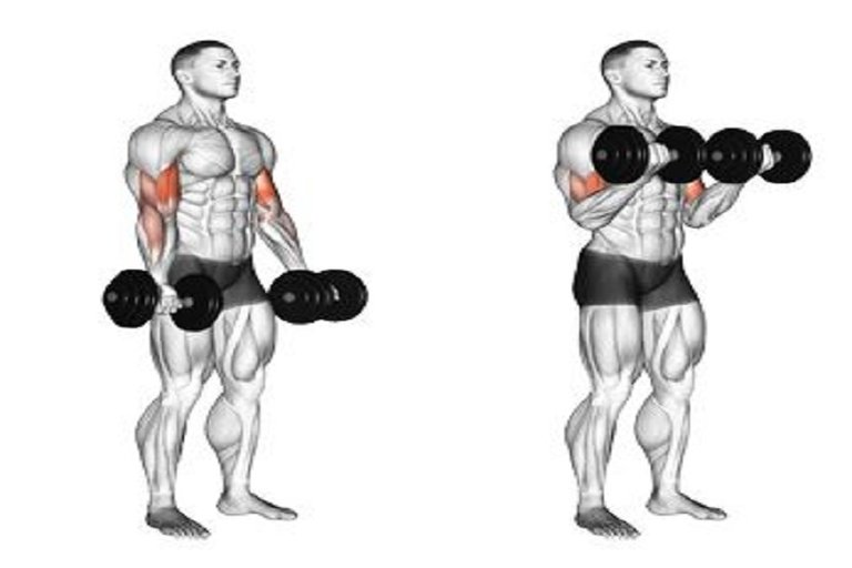 Dumbbell Biceps Curl.JPG