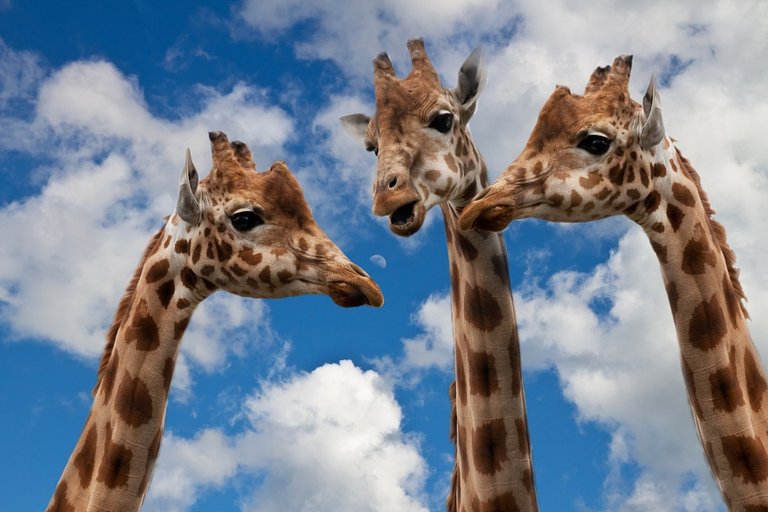 giraffes-627031_960_720.jpg