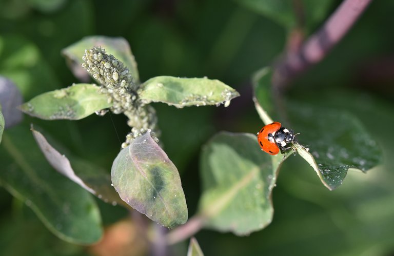 Aphids honesuckle 2.jpg