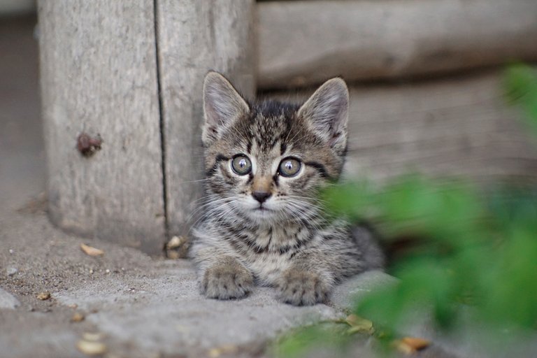 tabby kitten baby 1.jpg