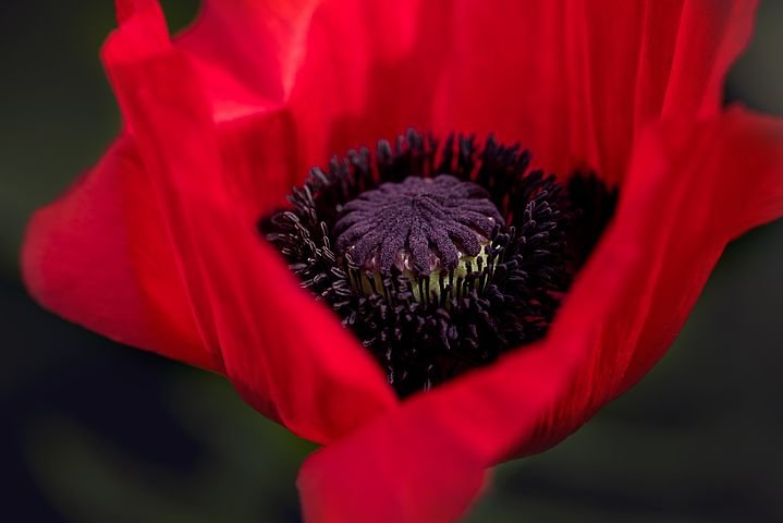 poppy-834203__480.jpg