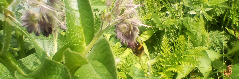 BumblebeedComfreyAmongWeeds23November2019.png