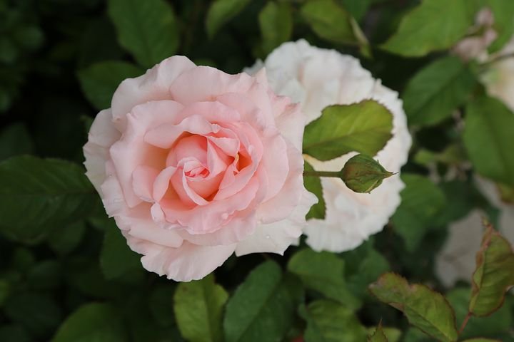 rose-3391672__480.jpg