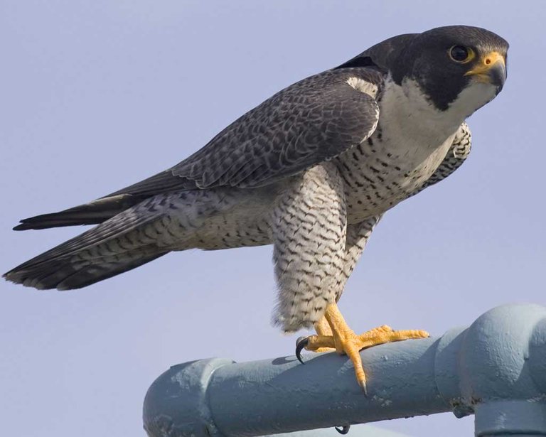 Peregrine_Falcon_w02-50-103_l.jpg