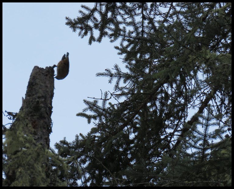 nutchatch upsidedown on spruce stump with evergreen branches.JPG