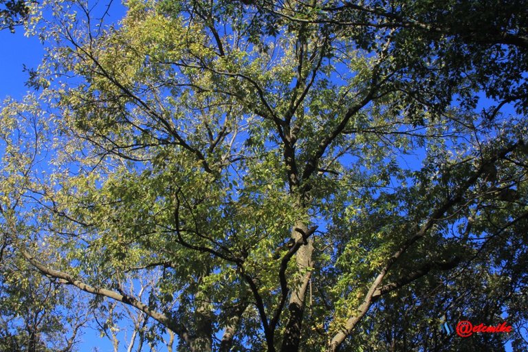 fall colors trees fontenelle forest landscape Fall0046.JPG