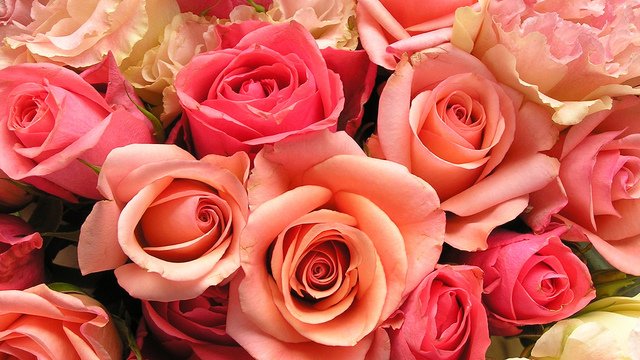 roses-flowers-valentines-day_1517879321399_340223_ver1-0_33247436_ver1-0_640_360.jpg