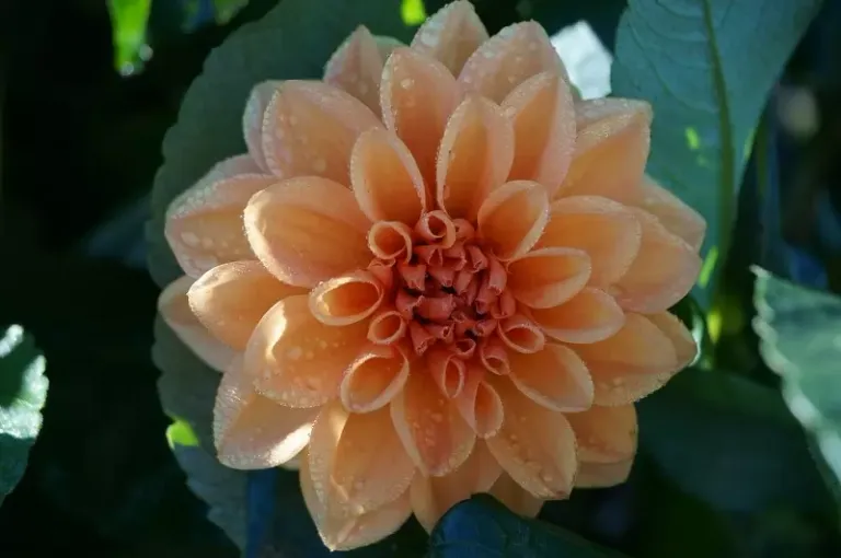 dahlia.webp.jpg