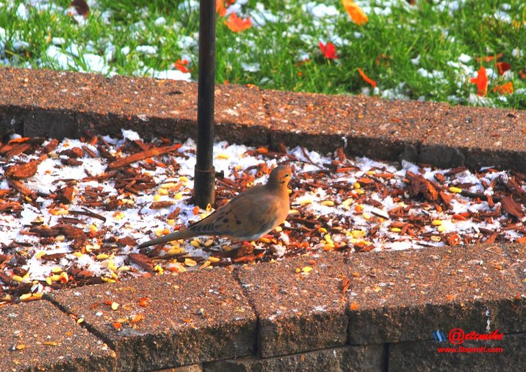 Mourning Dove PFW01-16.JPG