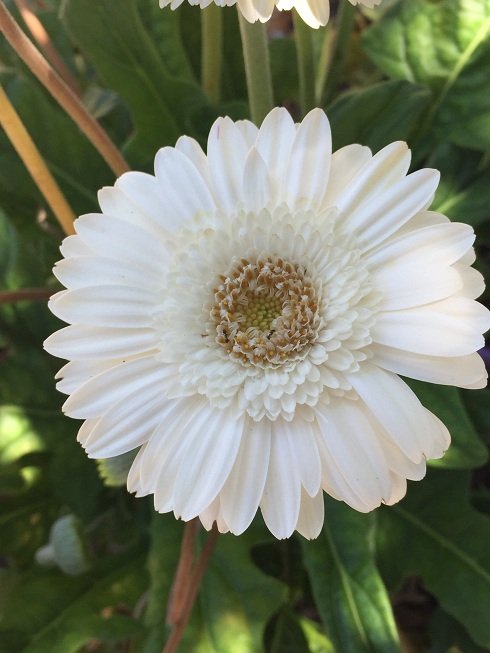 gerberas putih1.JPG