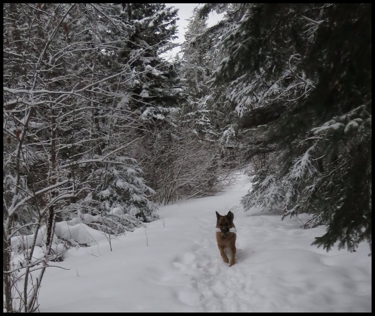 Bruno running down lane with stick beside snowy trees.JPG