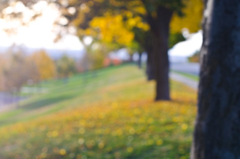 A blurry view of the fall park trees.JPG