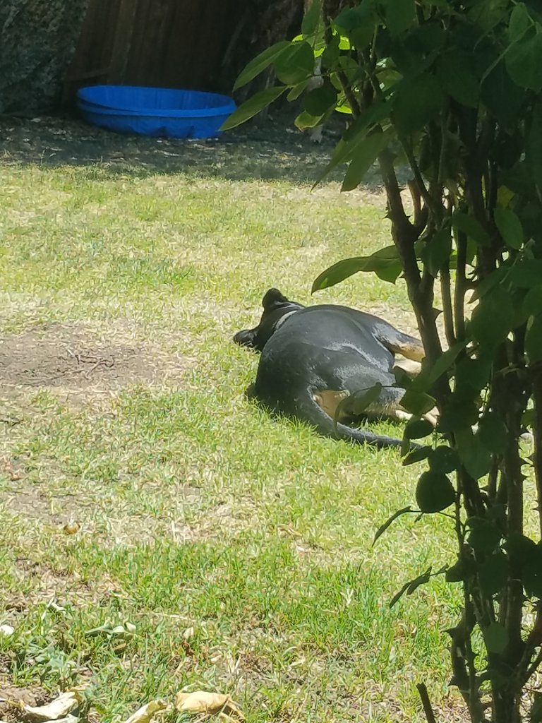20180619_141029.jpg