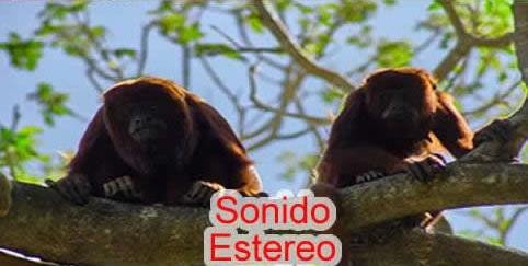 sonido estereo.jpg