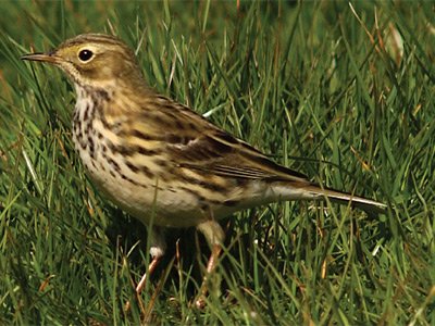 Pipits   Bird guides..jpg