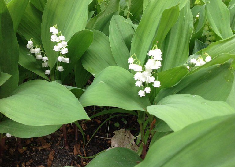 lilies-of-the-valley.JPG