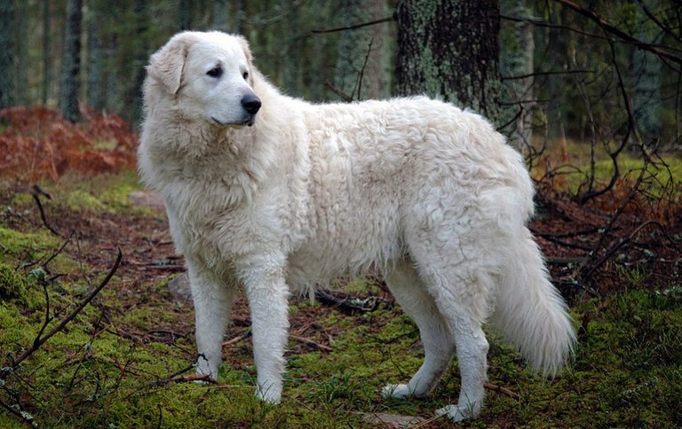 kuvasz-1490083547-1.jpg