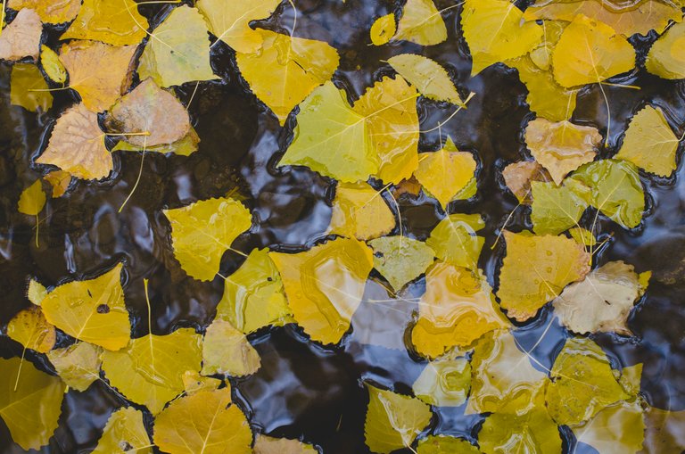 The fallen yellow leaves in the creeek water.JPG