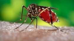 small-1464364896-522-modifying-mosquitoes-to-stop-transmission-of-dengue-fever.jpg