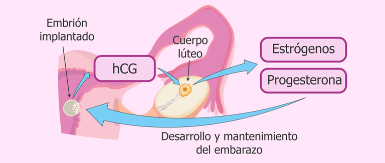 funcion-de-la-hcg.jpg