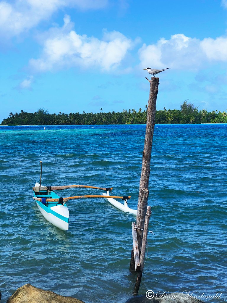 outrigger canoe seabird parea huahine.jpg