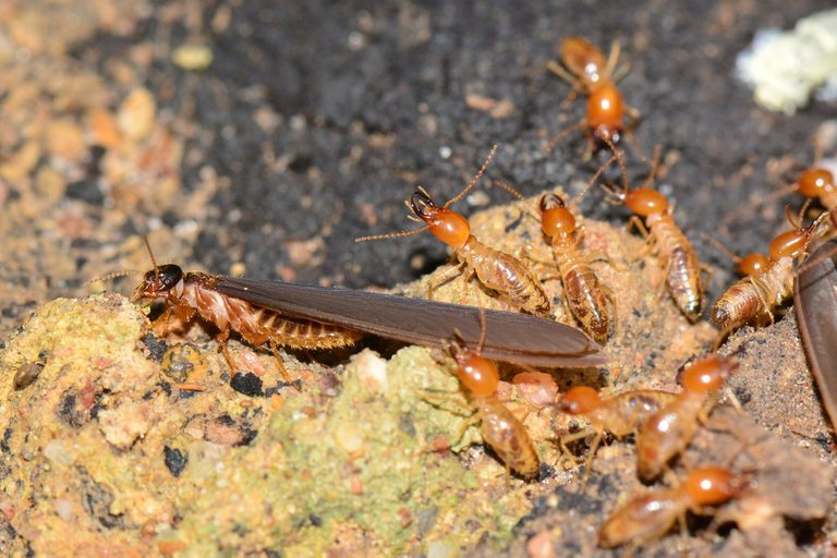 termites_Jay_Orlauski.jpg