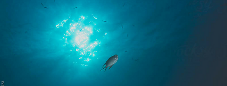 Untitled design (1).png