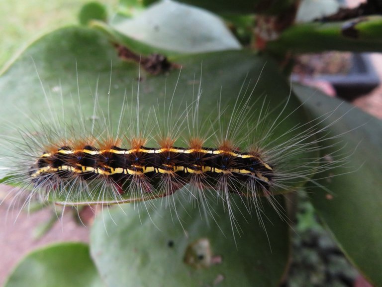 5799-Caterpillar.JPG