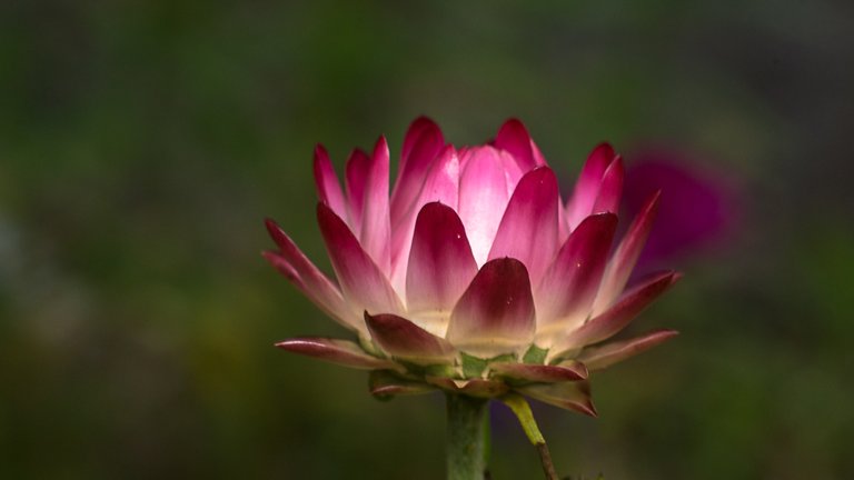 25-07-2018-bokeh-strawflower-03482.jpg