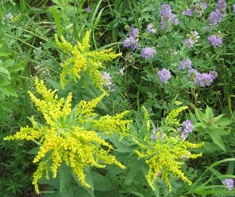 goldenrod alfalfa closeup.JPG