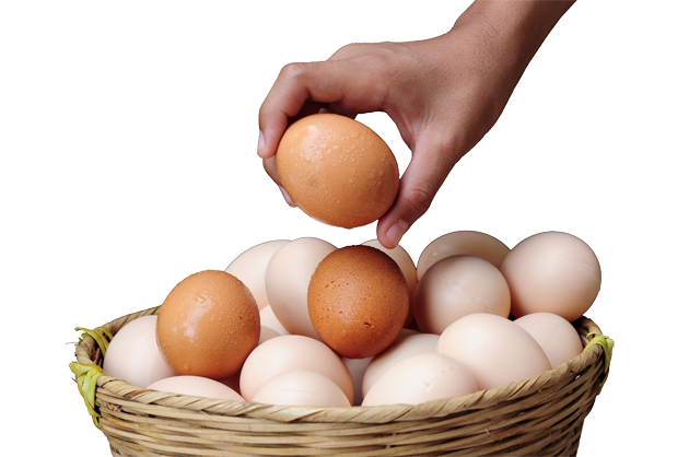 Eggs-in-one-basket.png