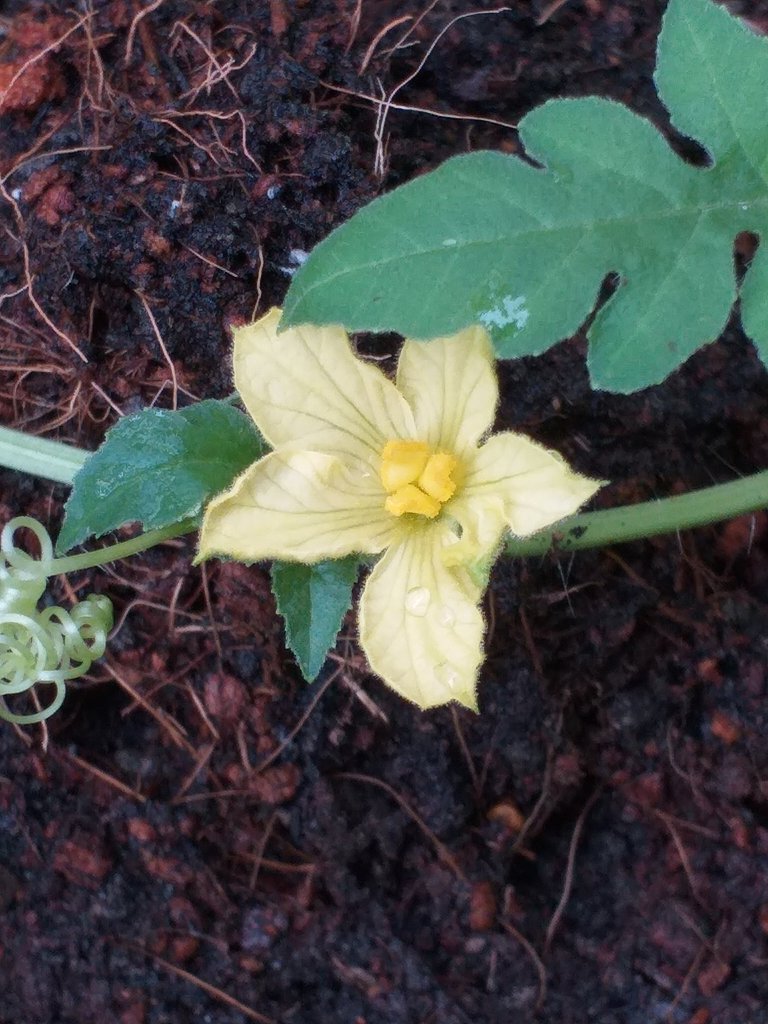 Tangmo flower14.jpg