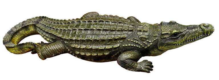 crocodile-3128684_1280.png