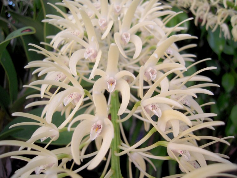 Dendrobium_speciosum.jpg