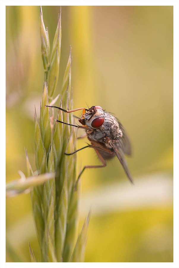 fruitfly_by_gfxglobe-d7juqcd.jpg