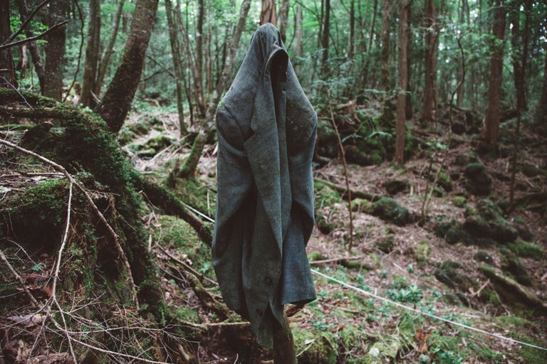 aokigahara-forest.jpg